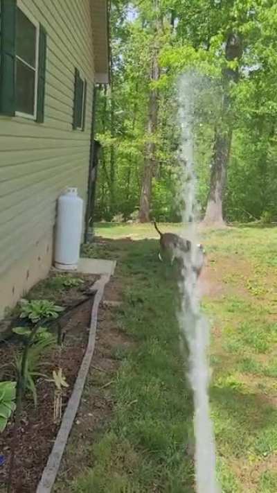 My dog's new favorite game! We did this for 15 minutes straight!