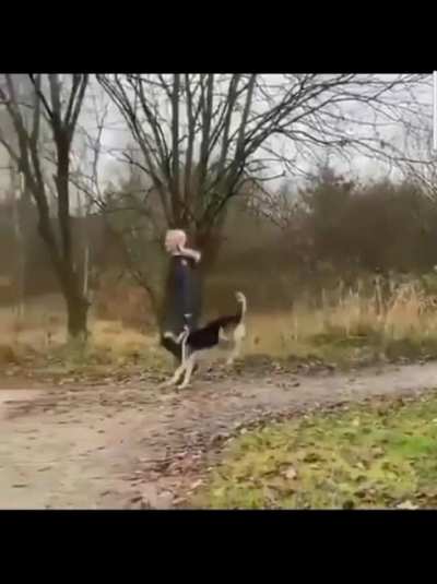she Just taking her kangaroo for a walk!
