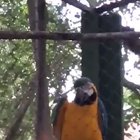 Psytrance parrot