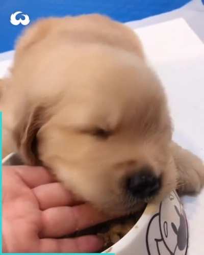 Puppy chow coma