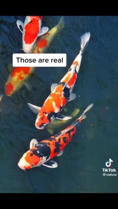 Fun fact about koi fish
