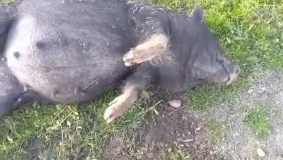 These pigs ate fermented corn and are passed out drunk... wait for it! 😅😭