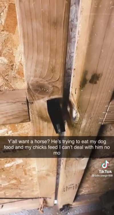 Y'all want a horse?