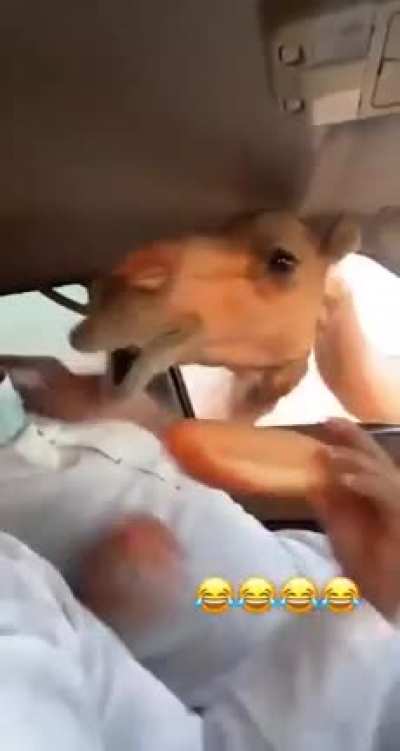 Pãozinho árabe