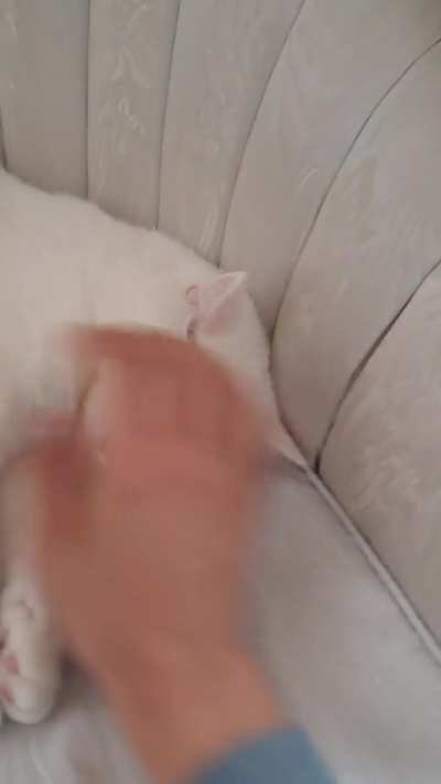 KEDİ