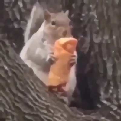my fuckin eggroll