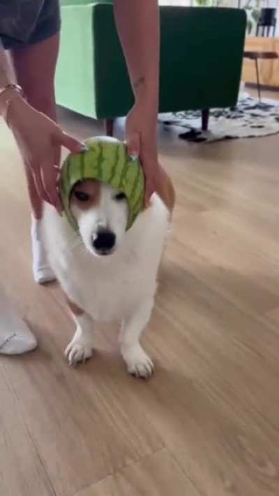 Dog doesn’t love their owners new choice of headwear for them