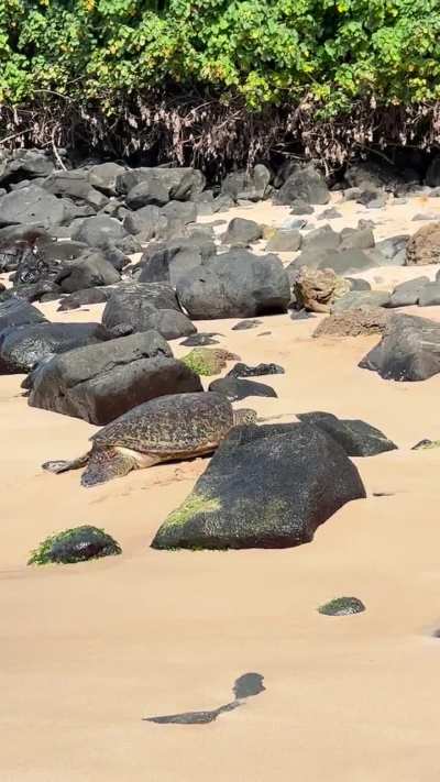 sea turtle