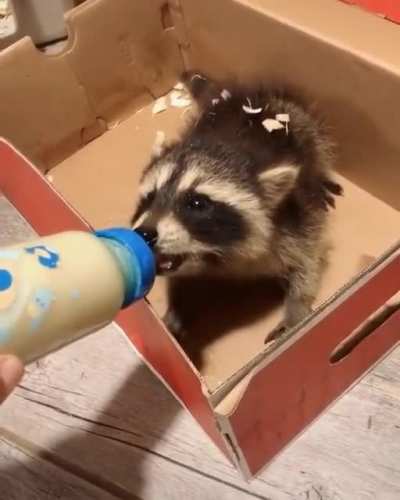 Baby racc attacs a snacc