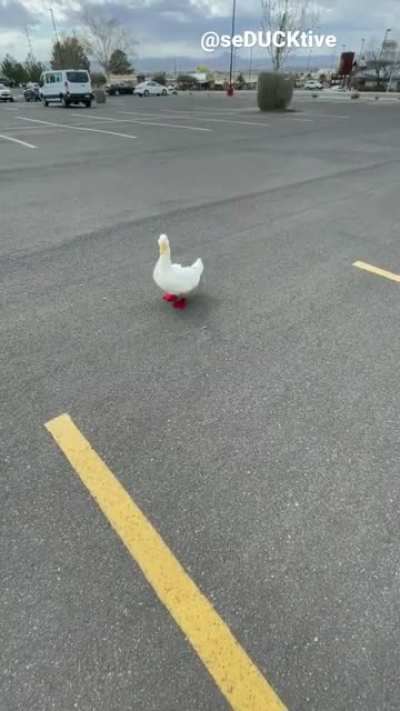 How to know when a duck gives consent