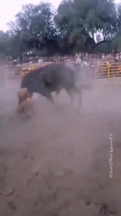 EL MACHO!!