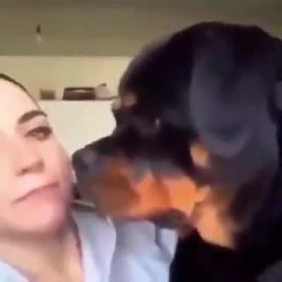 How is the dog doin
