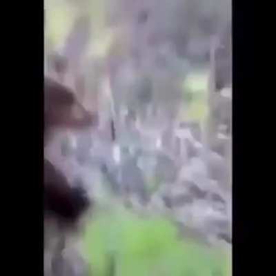 Moral learnt: dont kick bears