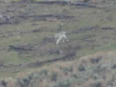 A gray wolf sends a puma packing, chasing it up a tree