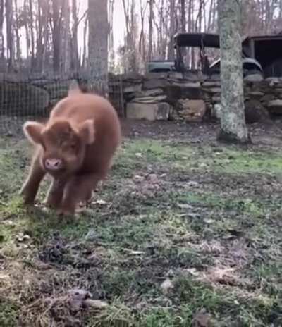 slo-mo moo