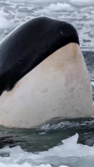 Orca side eye
