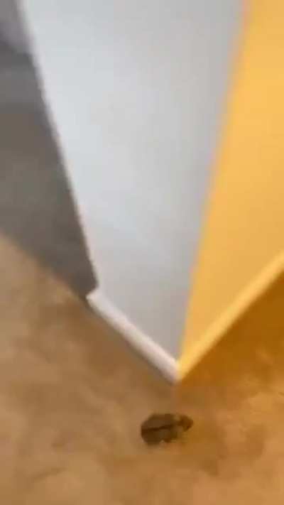 Run