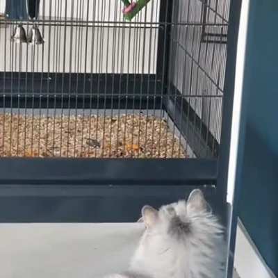 Peek-a-boo! My bird and my bf's cat like to play hide and seek. Not best friends yet but they are very interested in each other.