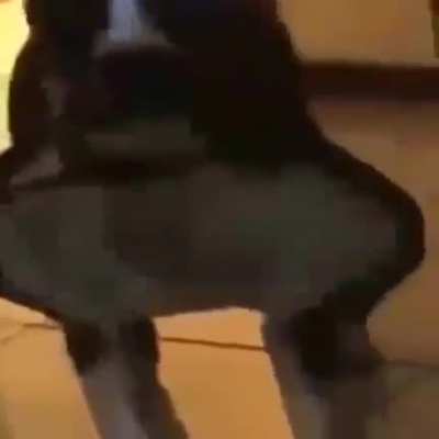 Doguinho com efeito