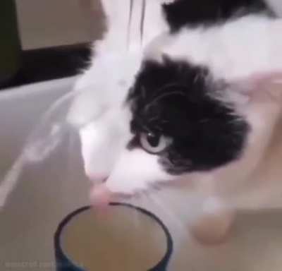 Cursed_kitty