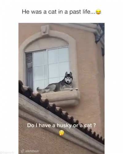 Source: Ig: @dogcomfy