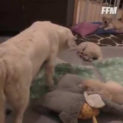 Momma teaches her puppies about patience