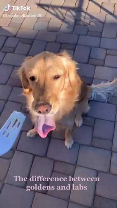 Difference between goldens and labs