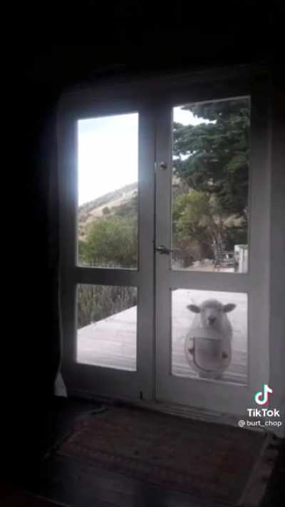 Burt just wants to be an indoor sheep