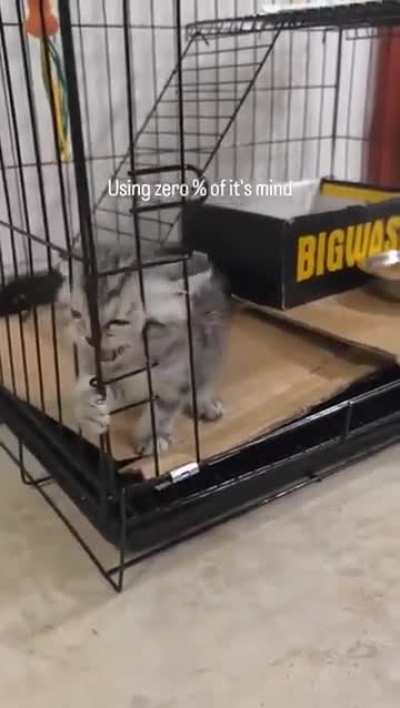 Let him out!!