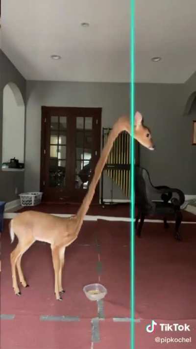 Loooooong wunkus