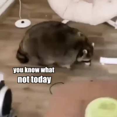 Raccoon vs Chair…