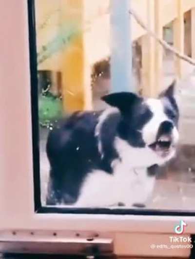 Doggy stop with the licking