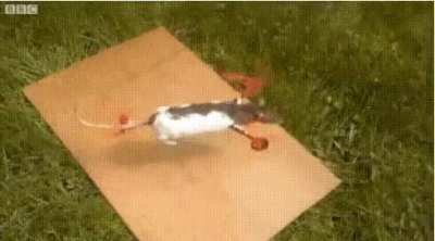 Rat drone