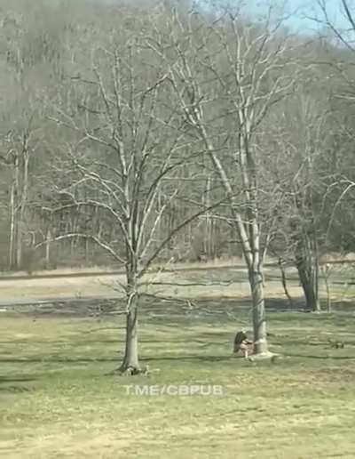 Timber