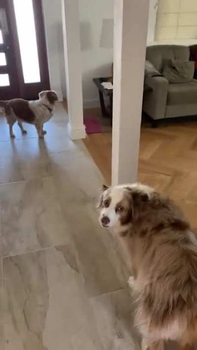 My partner went to have lunch with her parents. Her parents left to pickup food, and the dogs must have forgotten my partner was in the backyard.