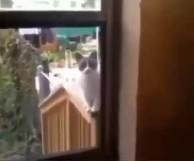 Allah diyen kedi