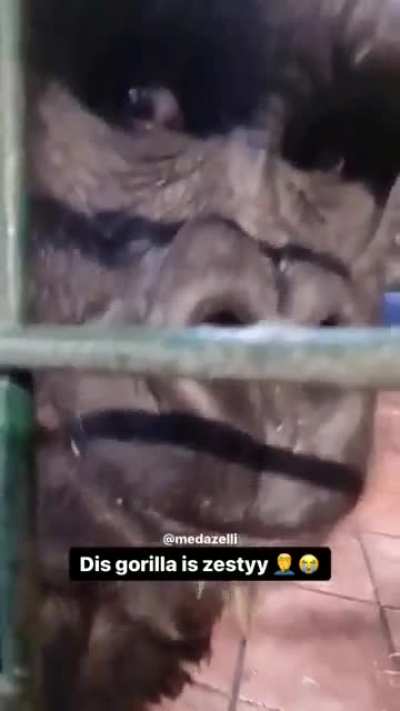 Me when monkey man gta v rp funny moments trolling salty adimn child woman.