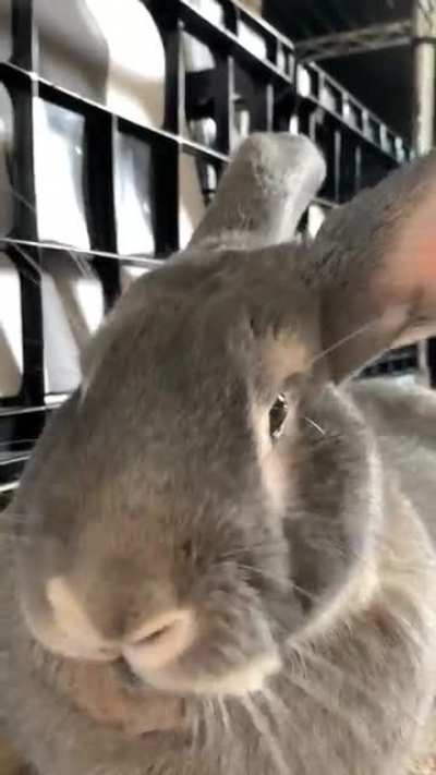 mlem mlem mlem