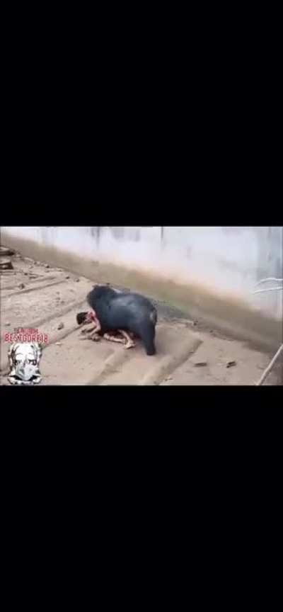 Bear mauling