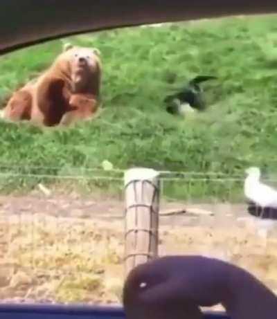 Bearpostin day 3