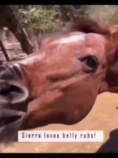 Dreamybull horse<wbr>ð´ð<wbr>ð<wbr>