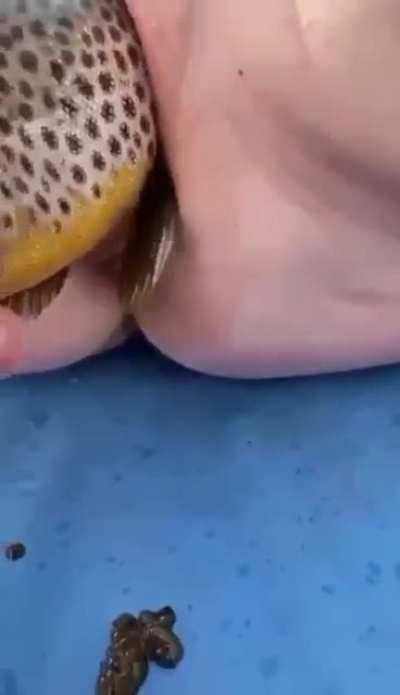 trout fishing