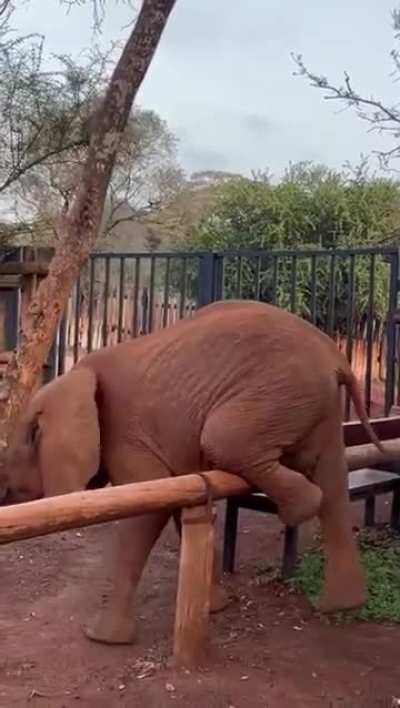 When you have an itch that only a wooden fence can scratch