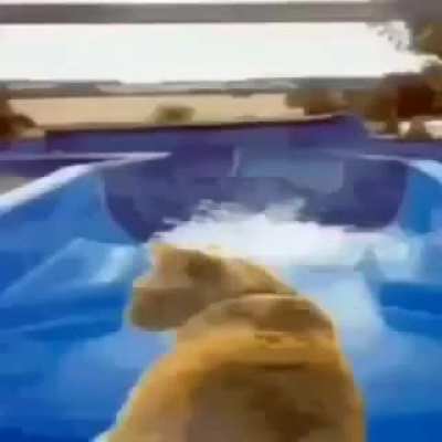 cat going down a water slide 😌😌😌