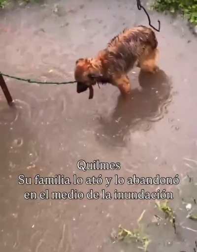 En quilmes encontraron un perro que había sido atado y dejado en el medio de la lluvia 
Ni alma tienen! Como se puede ser tan hdp?
<wbr>Obvia<wbr>mente lo rescataron