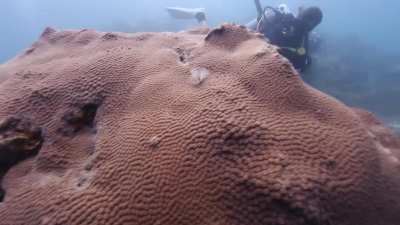 Koh Tao underwater clean up dive, May 2021 - thanks to Big Blue for the free dive!