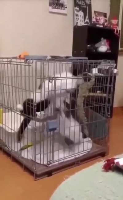Not sure this is a healthy way to treat cats.