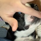 Boston toofers
