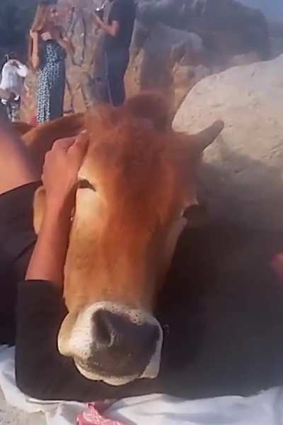 Cow finds a friend to cuddle with