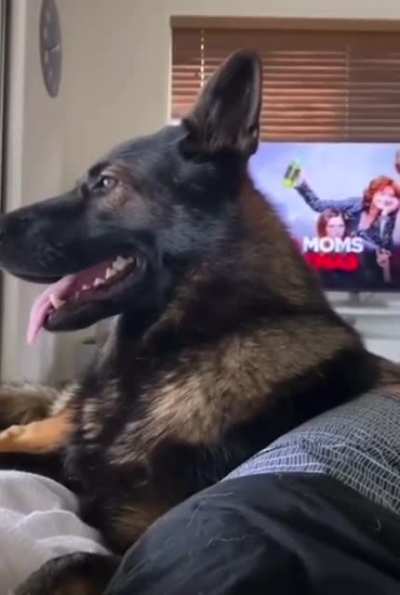 When you have a POLICE DOG as your PET!